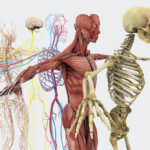 Kurzlehrgang Anatomie an der Tristyle Academy