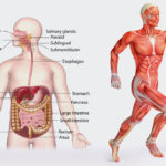 Kurzlehrgang Physiologie an der Tristyle Academy