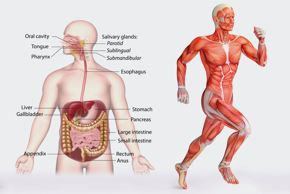 Kurzlehrgang Physiologie an der Tristyle Academy